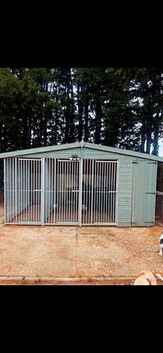 Outdoor large dog - outdoor,